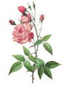 China Rose